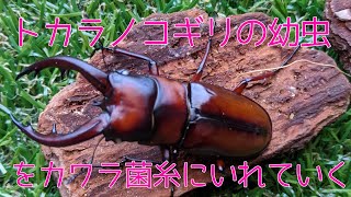 トカラノコギリの幼虫を菌糸に入れていく！