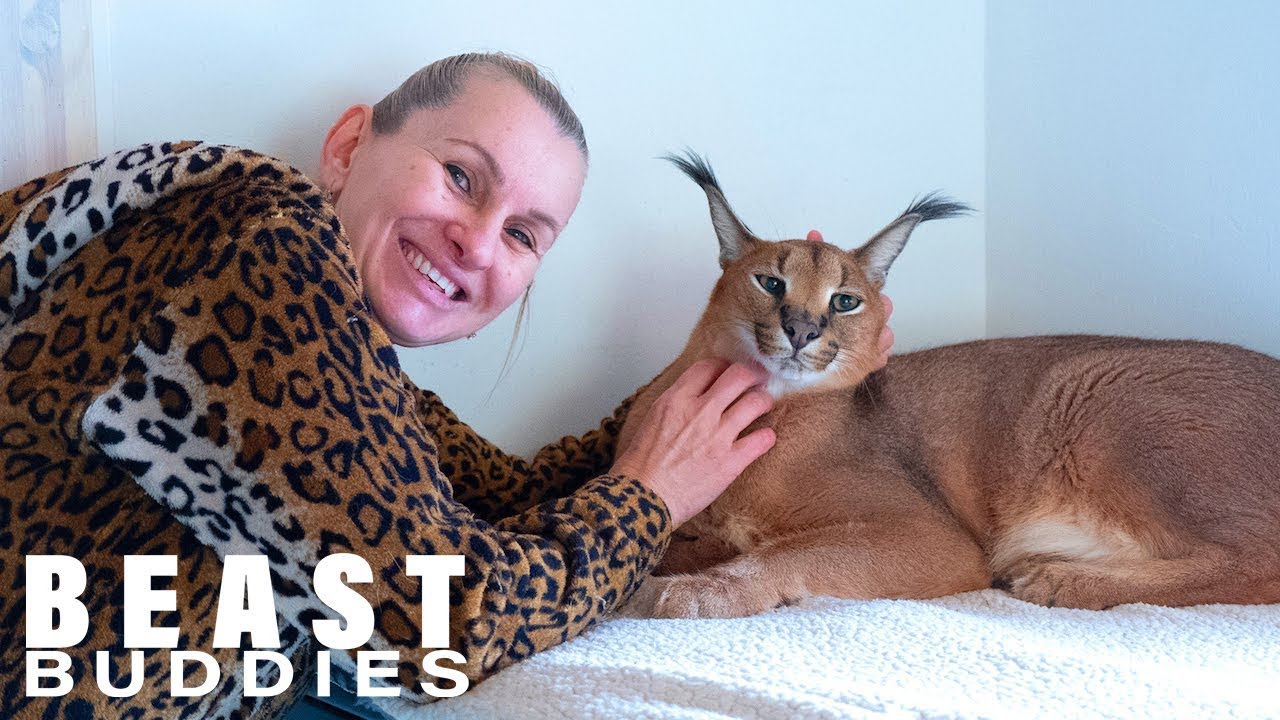 Wild Cat Fanatic Lives With 14 Felines Beast Buddies Youtube
