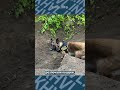 На Запоріжжі вітчим застрелив пасинка під час сварки