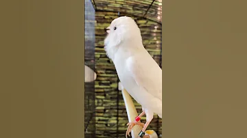 تغريد رهيب لطائر الكناري 