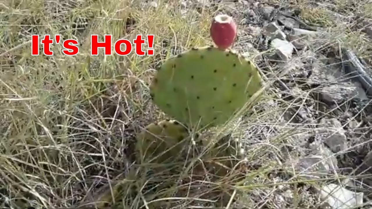 chickens come home to roost Prickly Pear Is Ripening and Broody Hen Update