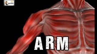 Arm Anatomy | Arm bones muscles joints | Human Anatomy and Physiology video 3D animation | elearnin