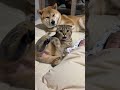 赤ちゃんの横で寝っ屁をかまして犬にシバかれる猫ww🐶💢🐱💨 shorts