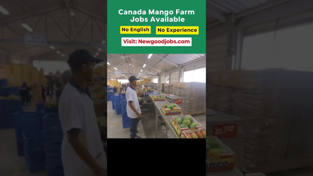Canada Mango Farm Jobs 2026 | Highest Paying jobs in Canada 
