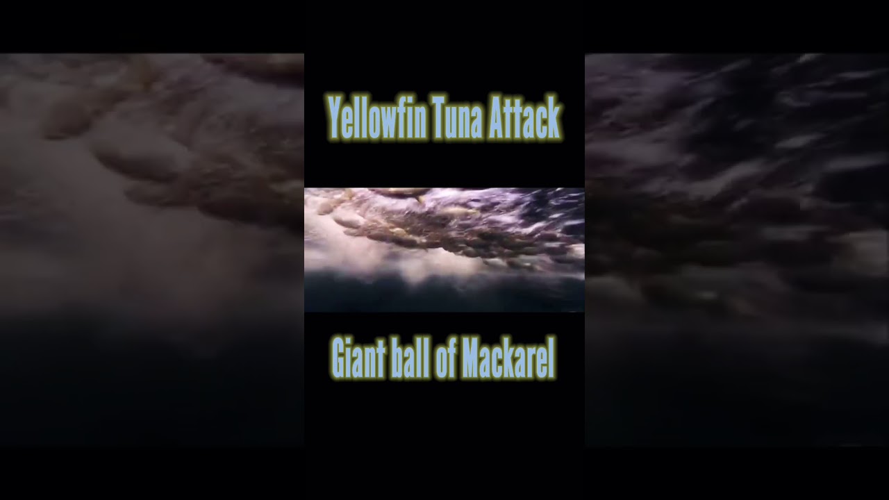 Yellowfin Tuna Attack Boilling Of Mackarel 🐟 