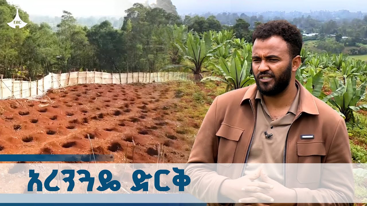 ወደገጠር - አረንጓዴ ድርቅ