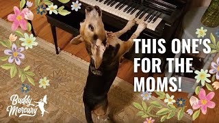 Buddy Mercury Wishes You a Happy Dog Mom's Day and Happy Mother's Day AROO! 💕💐 by Buddy Mercury 6,048 views 1 year ago 3 minutes, 32 seconds