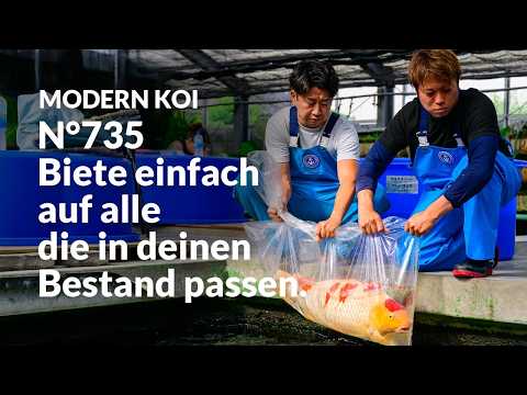 Alle Koi aus Auktion No. 735 im Detail erklärt | Konishi Koi News
