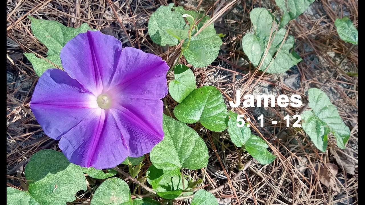 James 5: 1 - 12