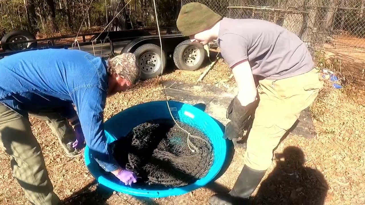 How to dip Hoop Nets and Wire nets for catfish 