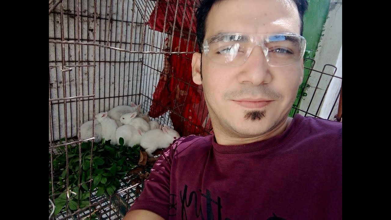 rabbit care, my new baby rabbits ,my new bunny YouTube