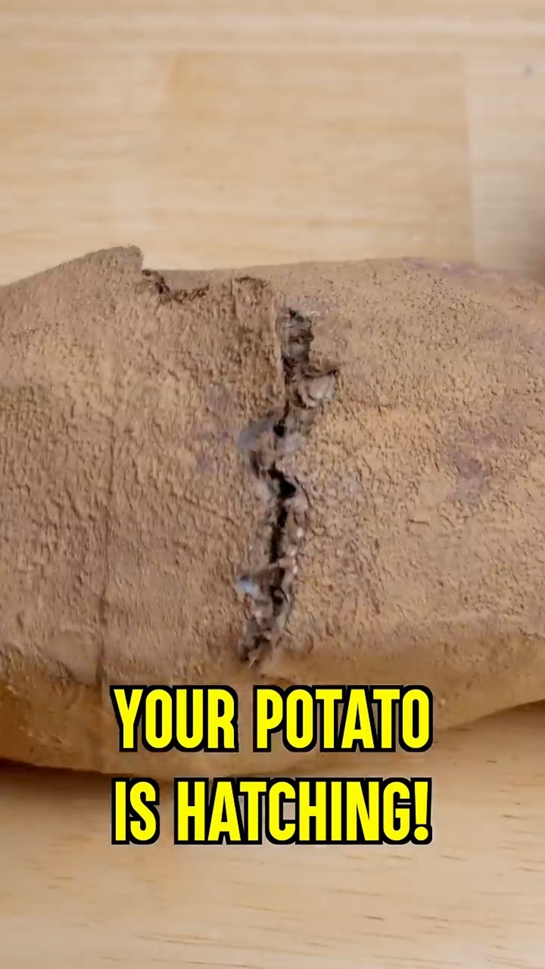 My Potato is Hatching?!