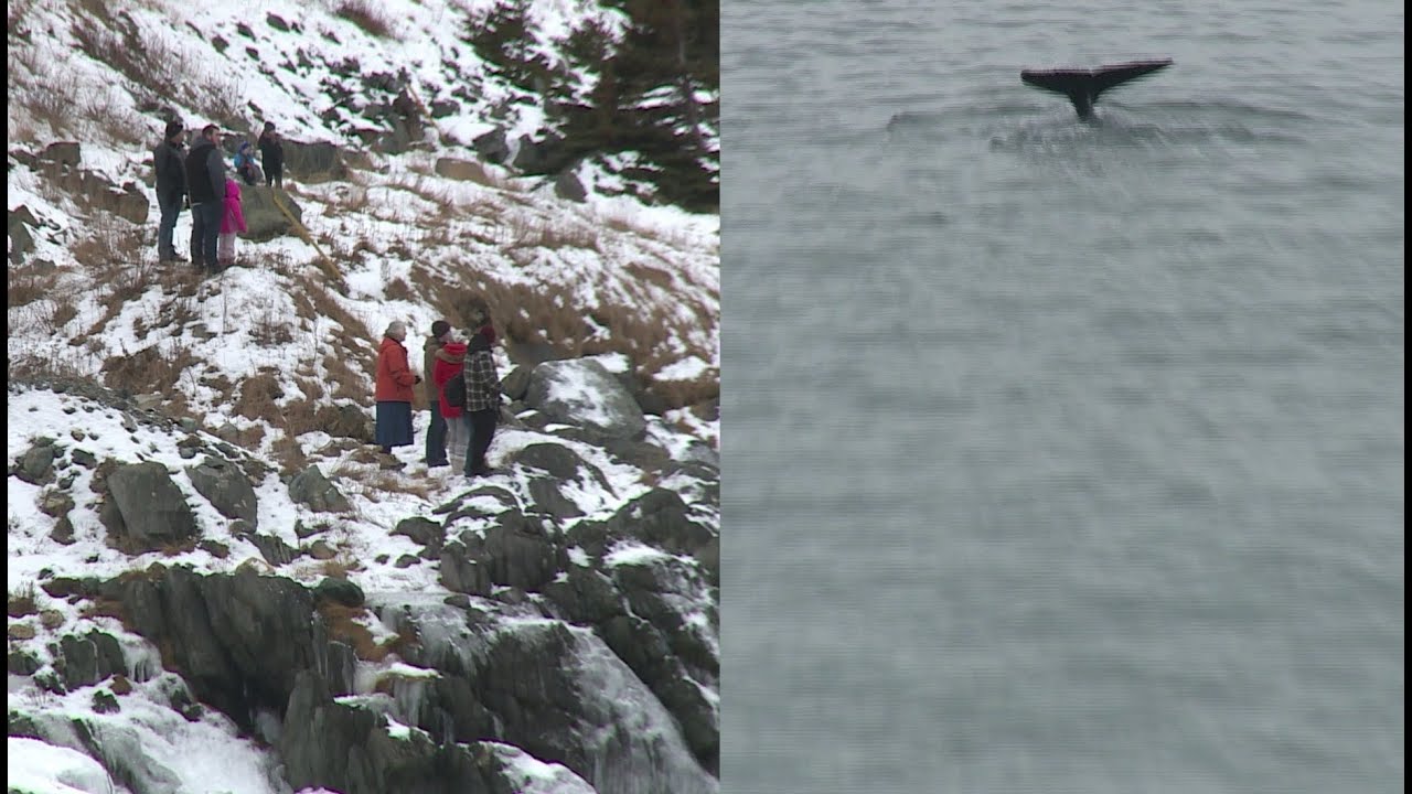 Whale watching in Portugal Cove-St. Philips