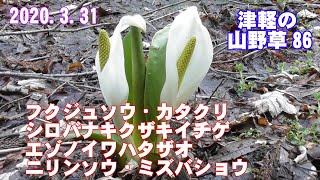 津軽の山野草86(ﾌｸｼﾞｭｿｳ・ｶﾀｸﾘ・ｼﾛﾊﾞﾅｷｸｻﾞｷｲﾁｹﾞ・ｴｿﾞﾉｲﾜﾊﾀｻﾞｵ・ﾆﾘﾝｿｳ・ﾐｽﾞﾊﾞｼｮｳ)