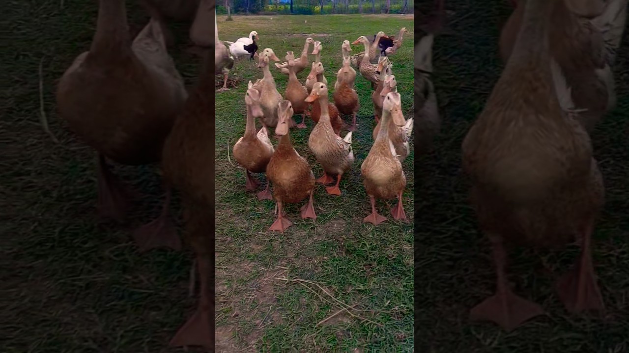 Hungry Voices on the Field 