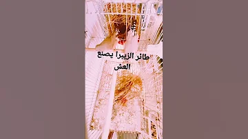 طائر الزيبرا فينيش يصنع العش سبحان الخالق 