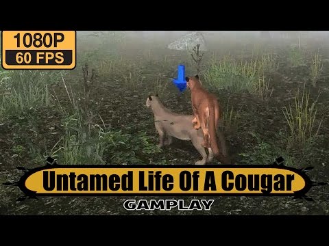 Untamed Life Of A Cougar gameplay walkthrough