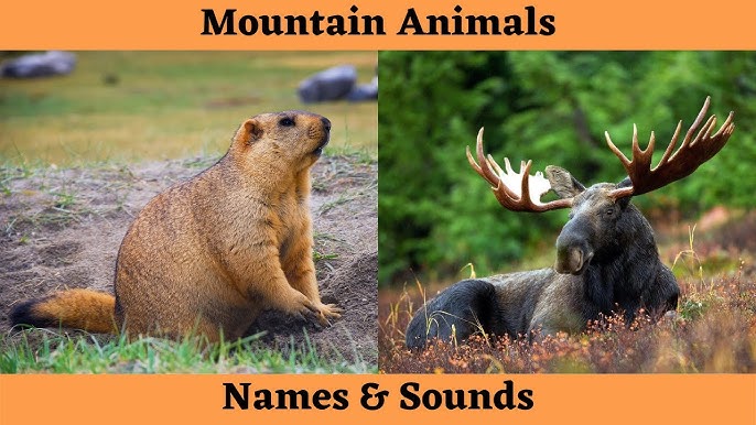 MOUNTAIN ANIMALS Names and Sounds Learn Mountain Animals for Children -  YouTube