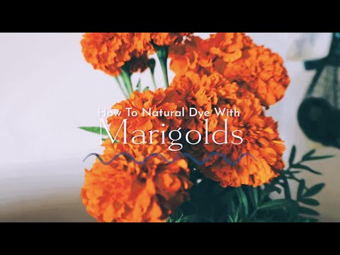 How To Naturally Dye With Marigolds