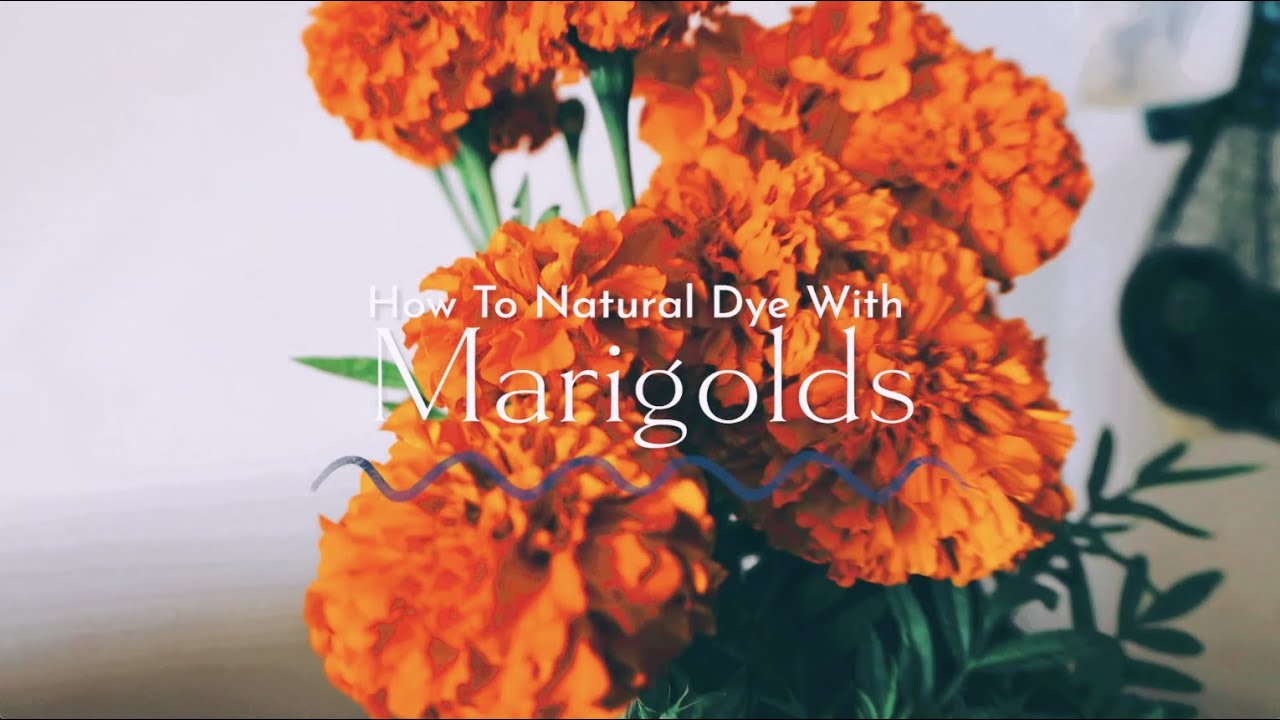 How To Naturally Dye With Marigolds YouTube