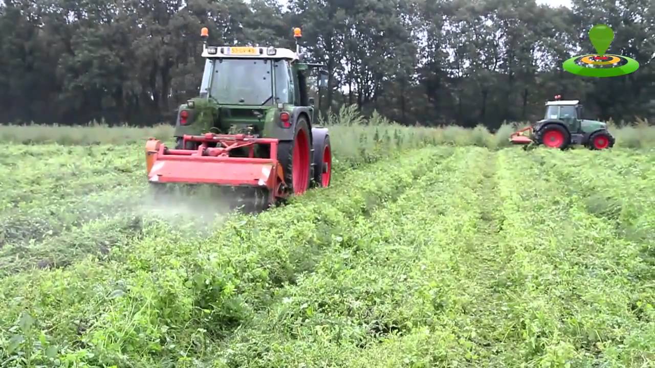 Soerendonk: Opnieuw twee hennepplantages in aspergevelden