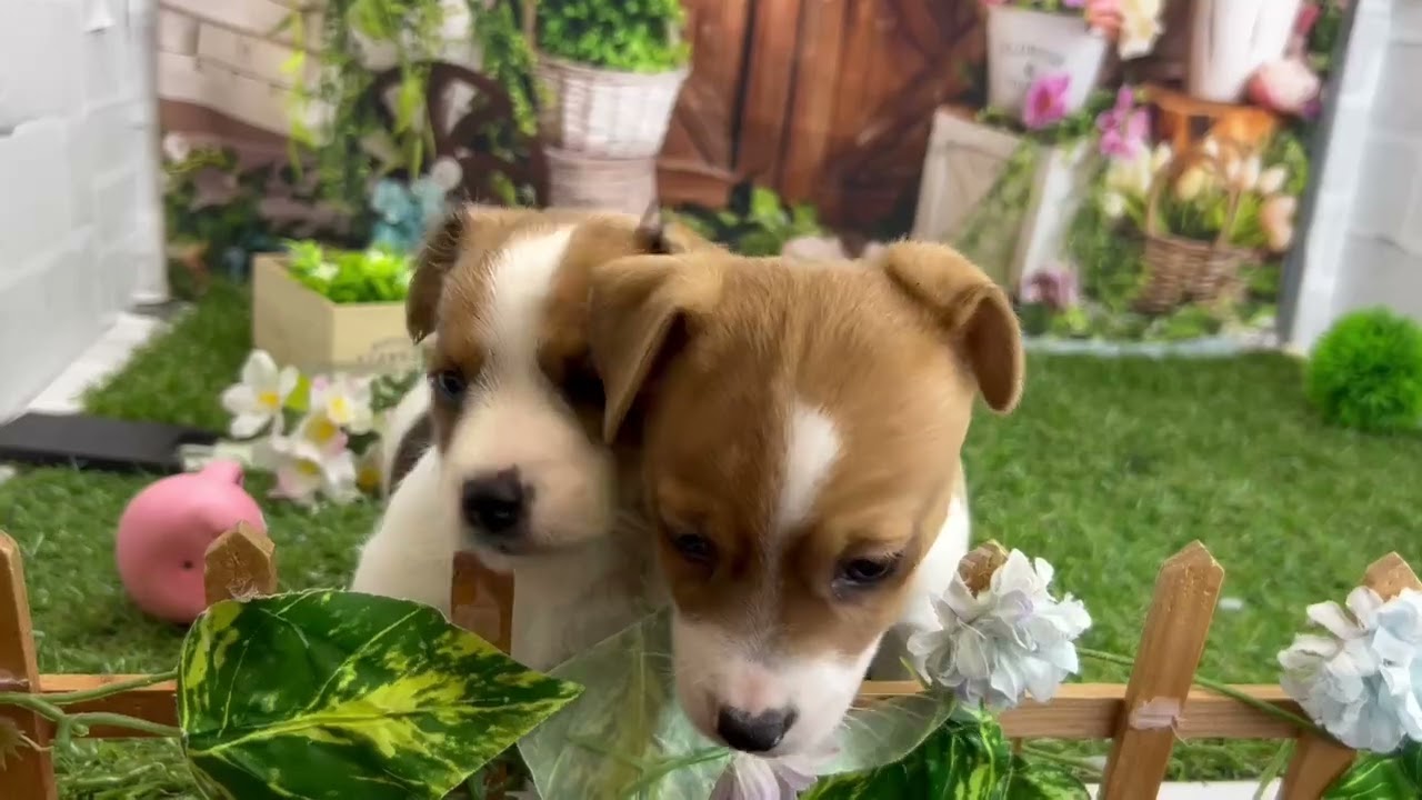 ジャックラッセルテリアの子犬（オス♂） 宮崎店｜ペットショップCoo＆RIKU