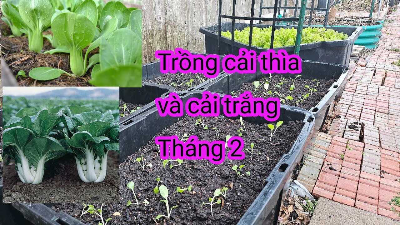 #659:Đành nhổ bỏ mấy chậu cải hoa hồng bị rầy phá, lấy đất trồng cải thìa và cải  trắng.