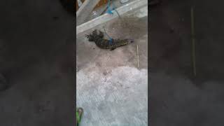 Biyawak Terbesar Sedudiya Jalan Manunggal