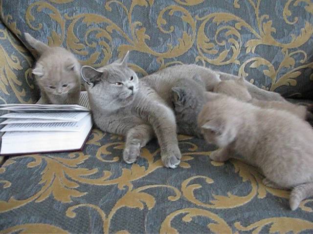 Британские котята в возрасте одного месяца