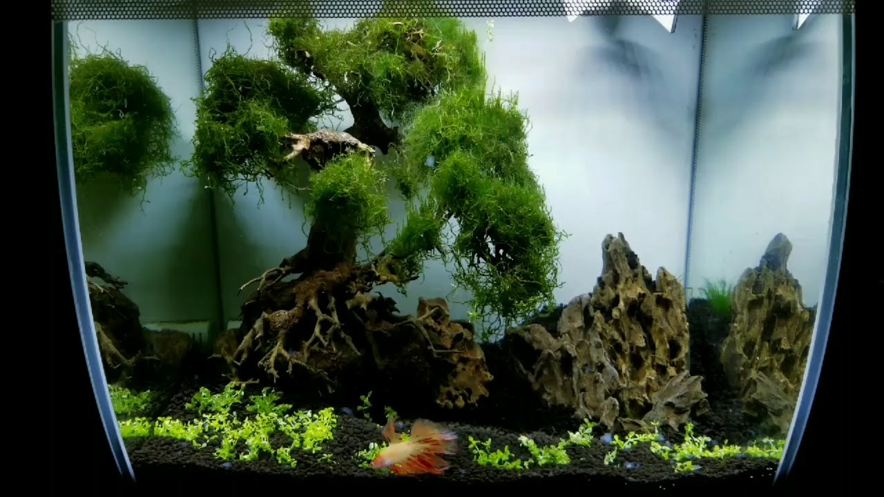 The white 15 gallon fluval flex with Thailand import betta
