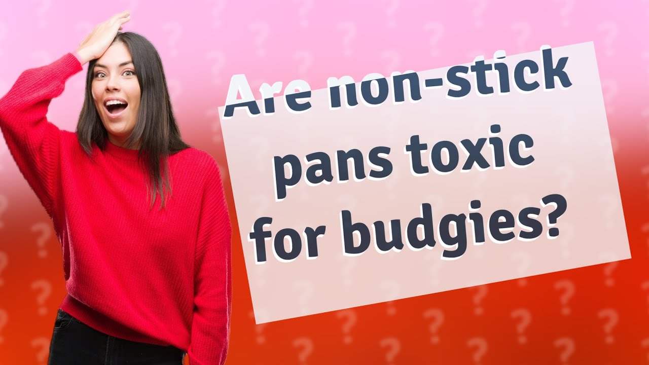 Are nonstick pans toxic for budgies? YouTube