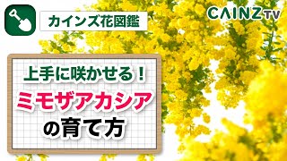 ミモザアカシア 別名 フサアカシア ギンヨウアカシア の育て方 日常の管理 病気や害虫対策は概要欄にて Youtube