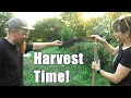 A New Garden Part 6: Harvesting the Wheat