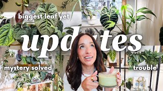 i never do houseplant walkthroughs but...🌿 (updates, check-in + 3 rescues)