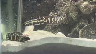Engineer gobies