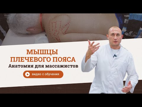 Мышцы плечевого пояса. Циванюк Антон Владимирович
