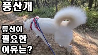 풍산개. 힘든 등산이 필요한 이유는? Poongsan dog. Why is difficult mountain climbing necessary?