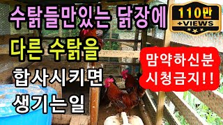 수탉들만 있는 닭장에 다른 수탉을 합사시키면 생기는일( 맘 약하신분 시청금지 ㅜㅜ)/Put a new rooster in the coop. screenshot 3