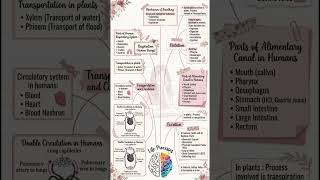 📚 Class 10 Science Chapter 5 Life Processes (Biology) | Topper's Handwritten Notes ✨ #class10 #notes