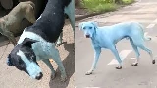 Resultado de imagen para caso de los perros azules en la India