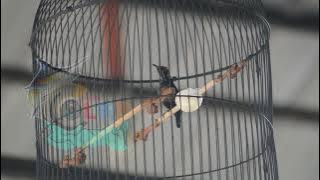 AKSI KONIN OM RAPID DI GELARAN KOPDAR KOMUNITAS GANGGENG FEAT KNI CILACAP