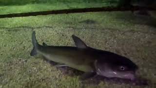 Hardhead Catfish Swimming