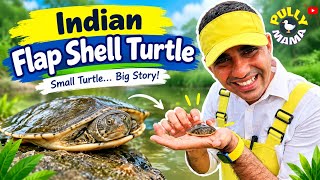 Unexpected Encounter! 🐢 Meet the Indian Flap-Shell Turtle #turtle #turtles #turtlerescue #pollymama