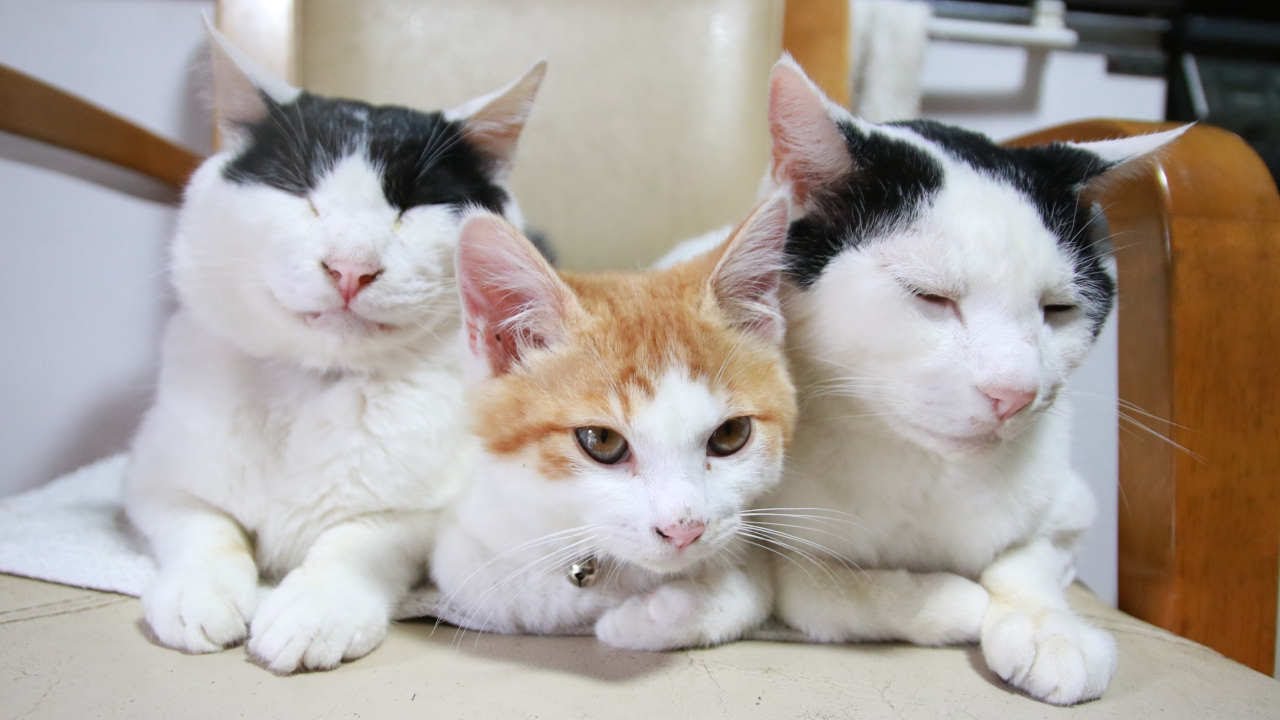 チロさん専用 チロさん専用品⭐︎ 【公式通販】