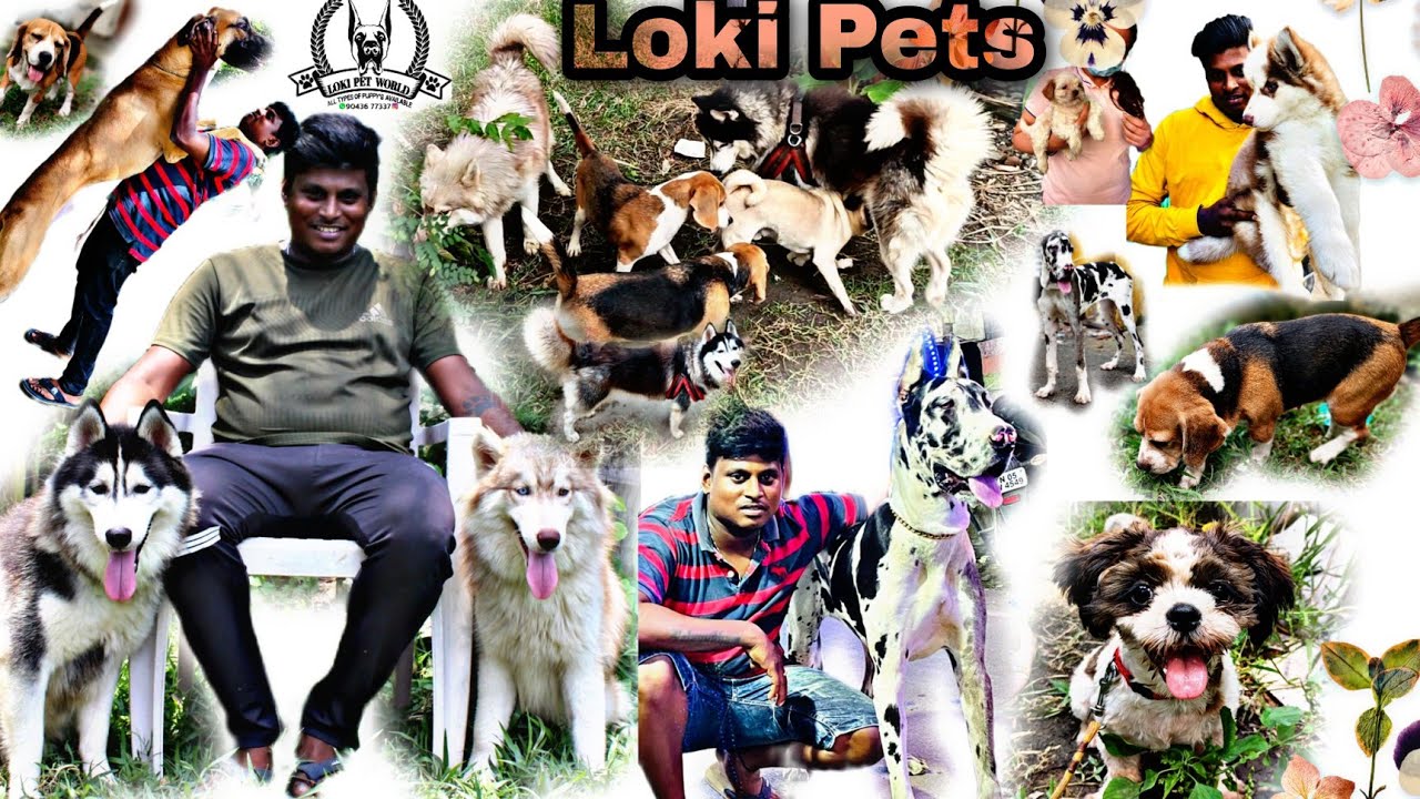 Loki Pets Dogs Kennel In Chennai Ambattur All puppies Available 