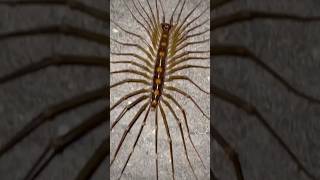 Do Not Kill This Centipiede