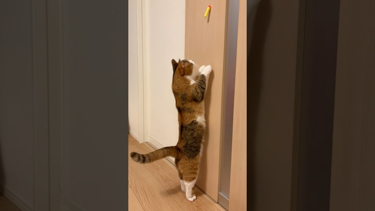 にゃん太くんは届いちゃう - YouTube