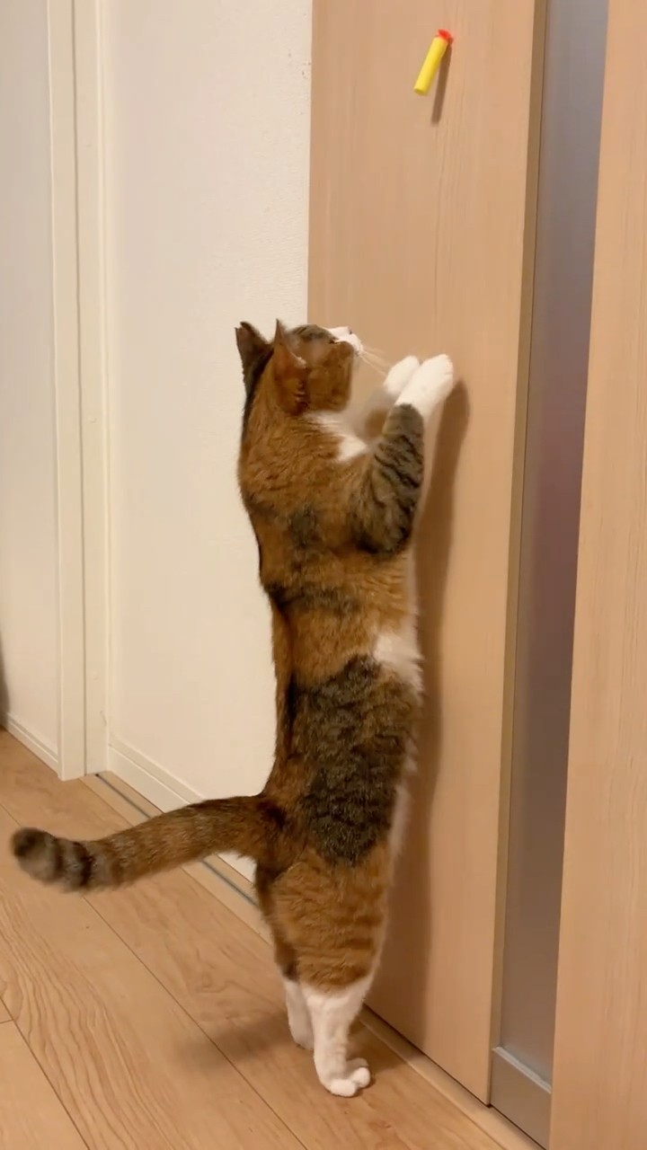 にゃん太くんは届いちゃう - YouTube