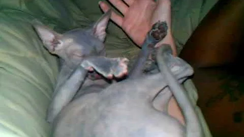 Video 1227421: hairless kitty, hairless pets