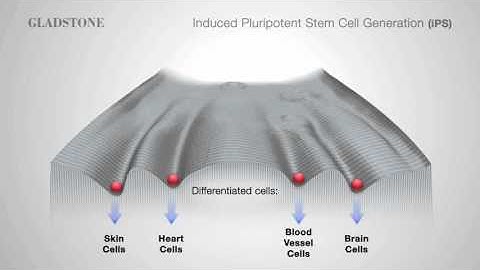 Animation of how iPS cells move up the epigenetic landscape
